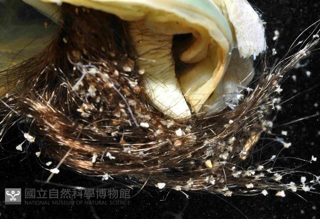 黑旗江珧蛤藏品圖，第4張