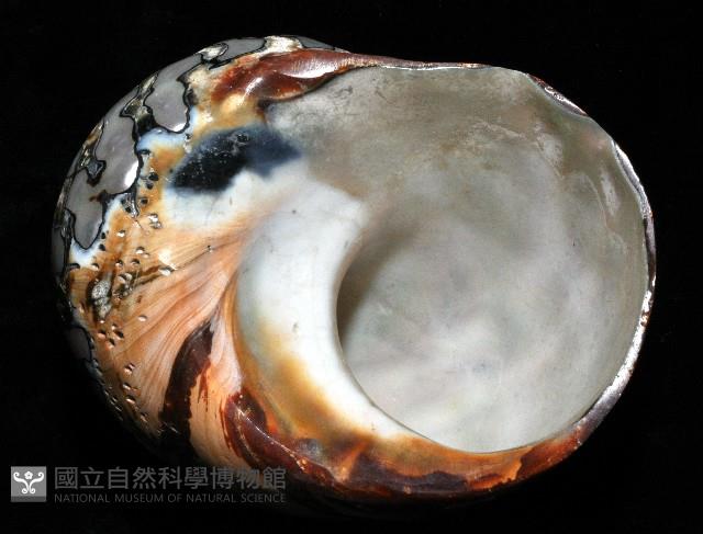 南非蠑螺藏品圖，第4張