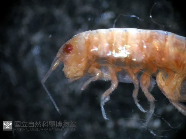 新種沙蚤鉤蝦藏品圖，第4張