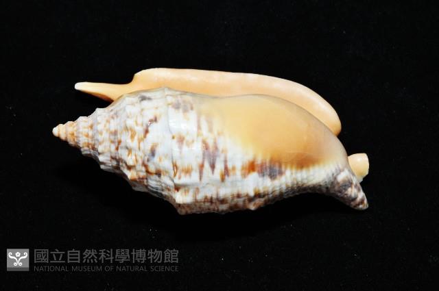 金袖鳳凰螺藏品圖，第4張