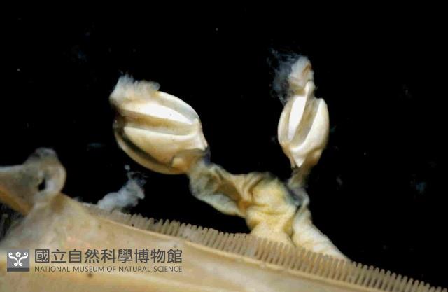 心板茗荷藏品圖，第4張