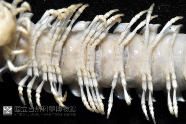 未知種琉球帶馬陸藏品圖，第4張
