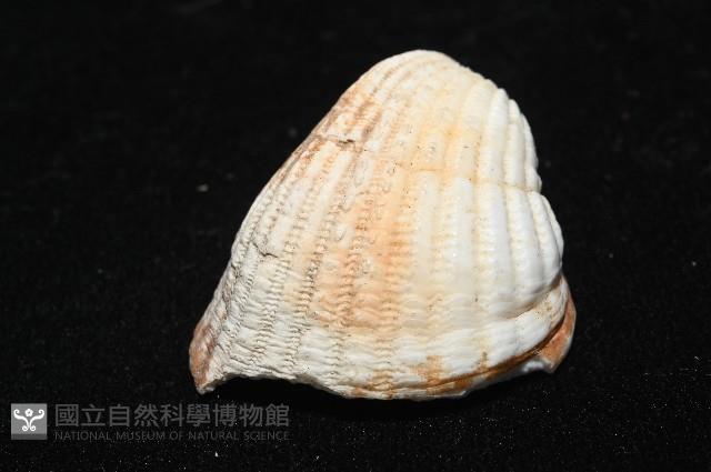 三角雞心蛤藏品圖，第4張