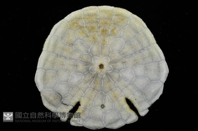 裂邊毛餅海膽藏品圖，第4張
