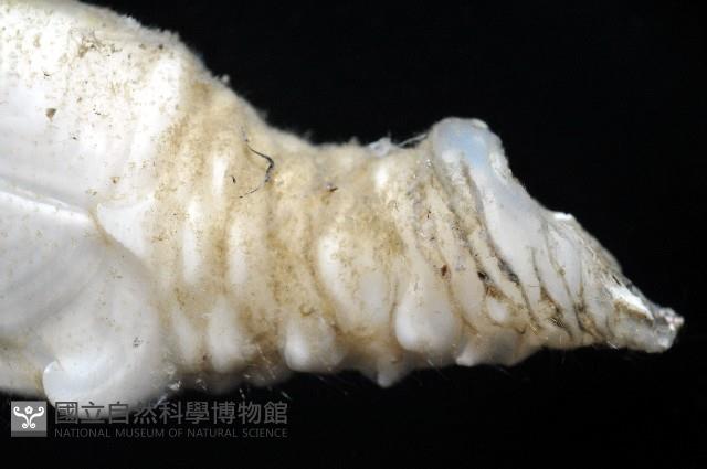 小甲小鎧茗荷藏品圖，第4張