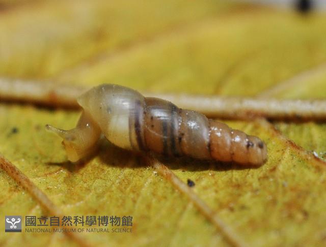 大錐蝸牛藏品圖，第4張
