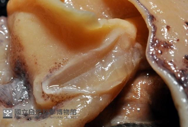 昆氏武裝魷藏品圖，第4張