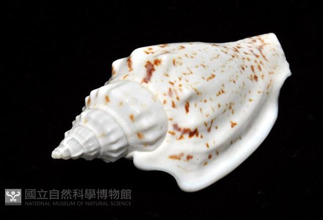 黑痣(變異)鳳凰螺藏品圖，第4張