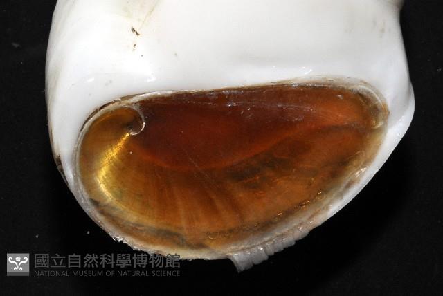 未知種無臍玉螺 1藏品圖，第4張