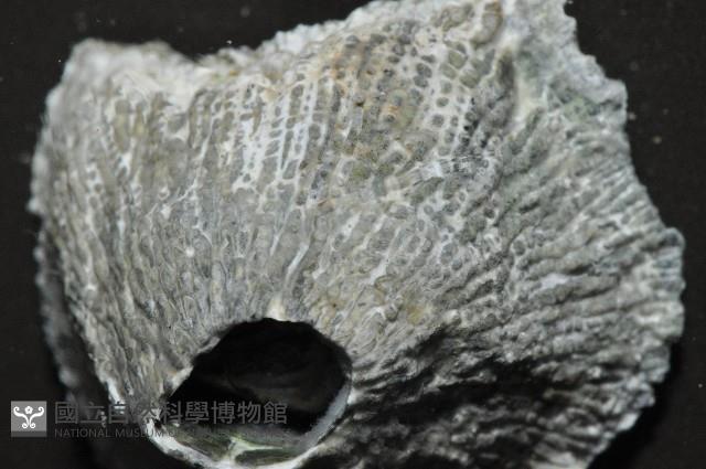 黑潮笠藤壺藏品圖，第4張