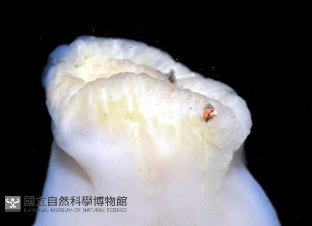 未知種海葵(海葵目)藏品圖，第4張