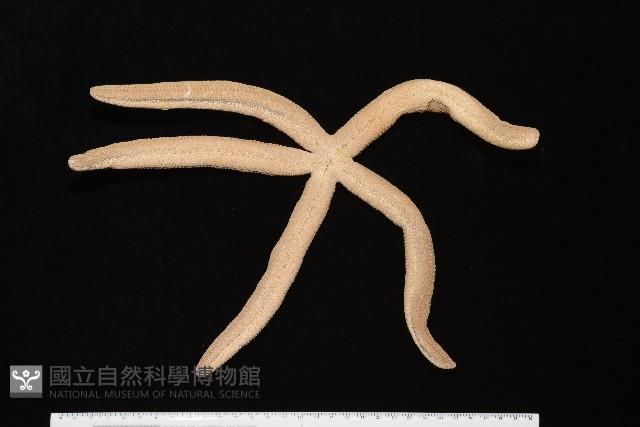 蓋丁指海星藏品圖，第4張