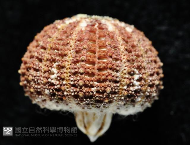 秀麗刻孔海膽藏品圖，第4張