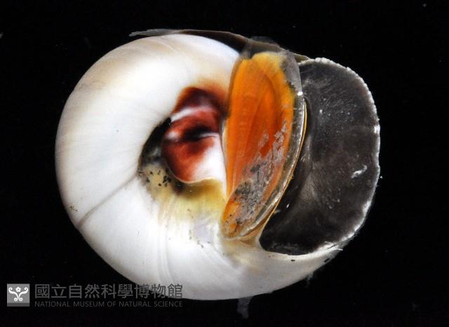 大玉螺藏品圖，第4張