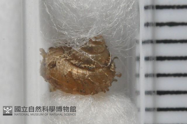 張氏東洋蝸藏品圖，第4張