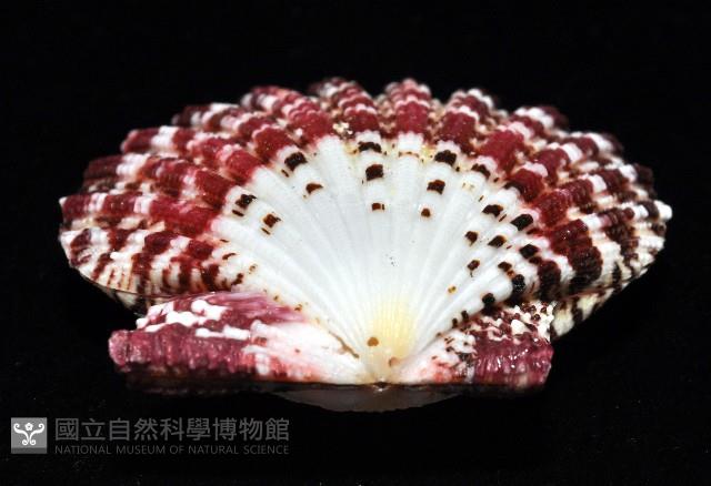 油畫海扇蛤藏品圖，第4張