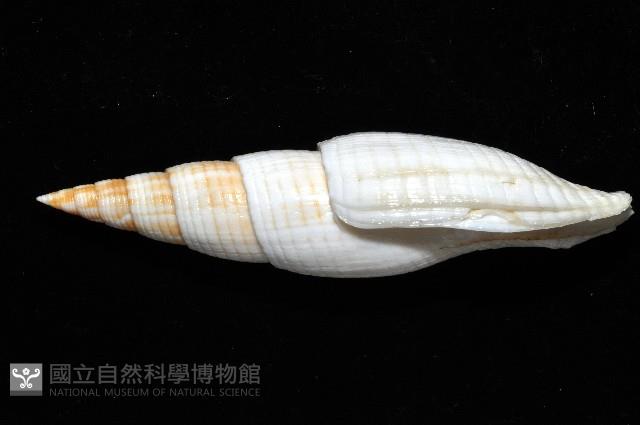 勇氣筆螺藏品圖，第4張