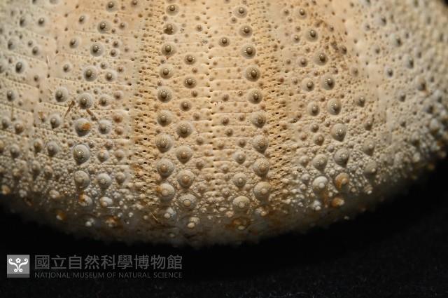 未知種角孔海膽藏品圖，第4張