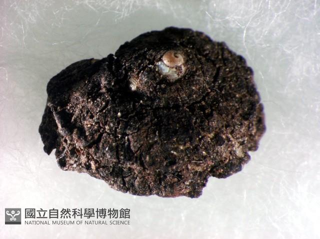 蘭嶼小山蝸牛藏品圖，第4張