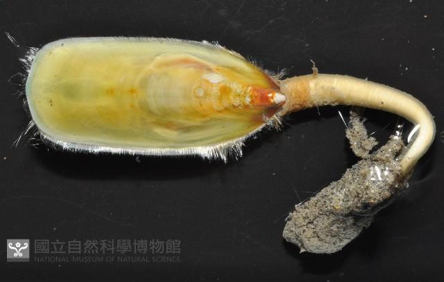 亞氏海豆芽藏品圖，第4張