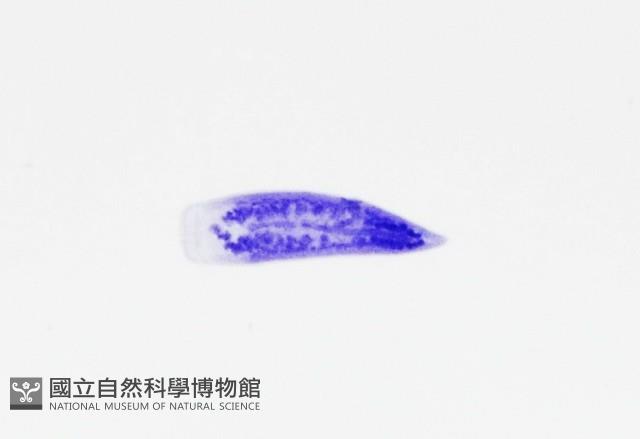 新種棘槽絛蟲藏品圖，第4張