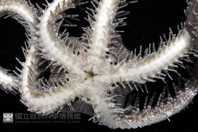 彩櫛蛇尾藏品圖，第4張