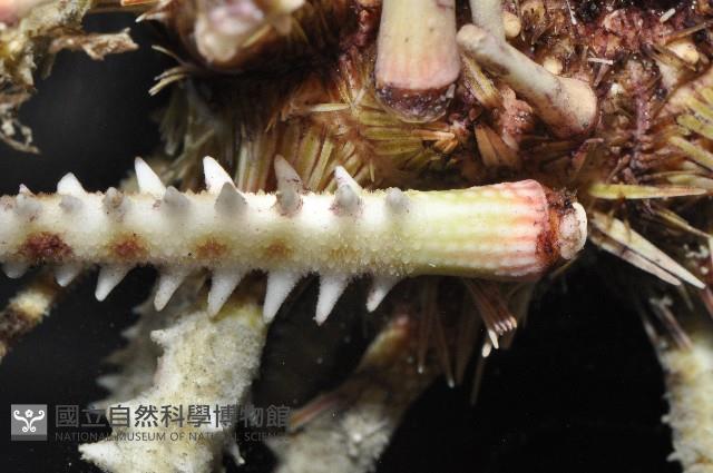 澳洲棘鋸頭帕藏品圖，第4張