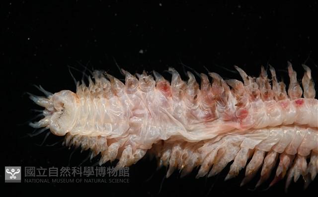 未知種沙蠶藏品圖，第4張
