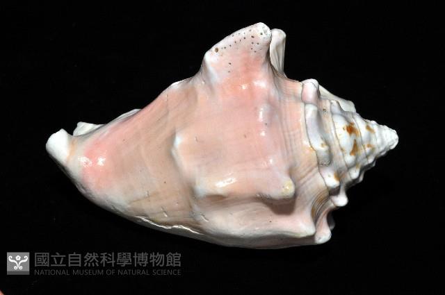 乳白鳳凰螺藏品圖，第4張