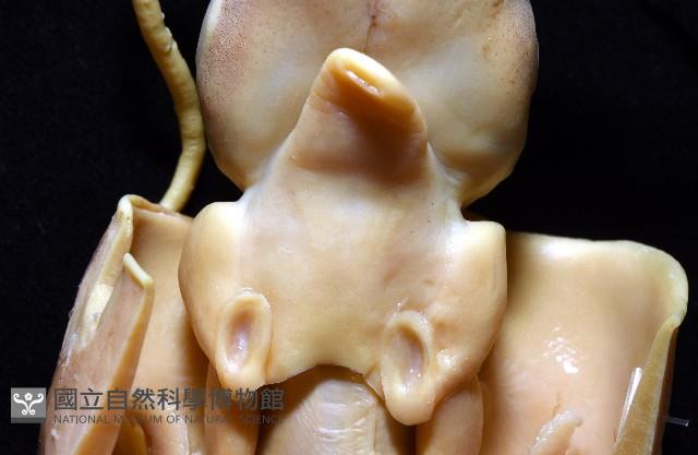 細腕(狹足)烏賊藏品圖，第4張