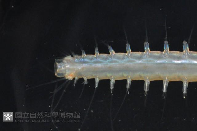 未知種海女蟲藏品圖，第4張