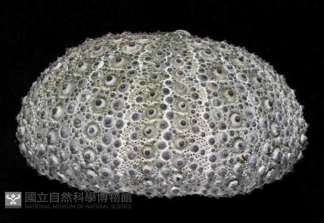 紫海膽藏品圖，第4張