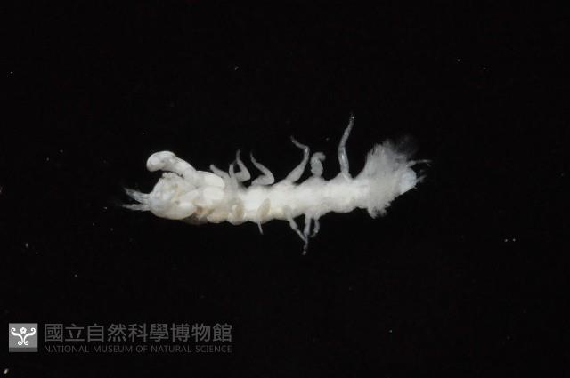 東界原足蟲藏品圖，第4張