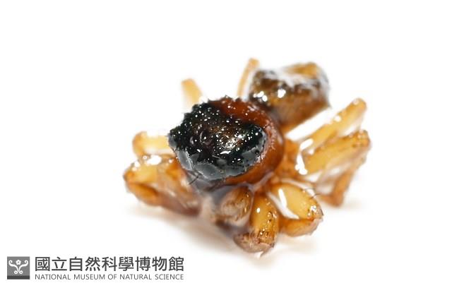 安德遜蠅虎藏品圖，第4張