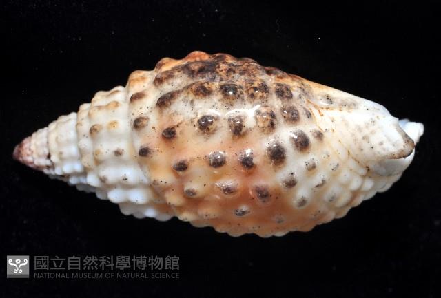 疣織紋螺藏品圖，第4張