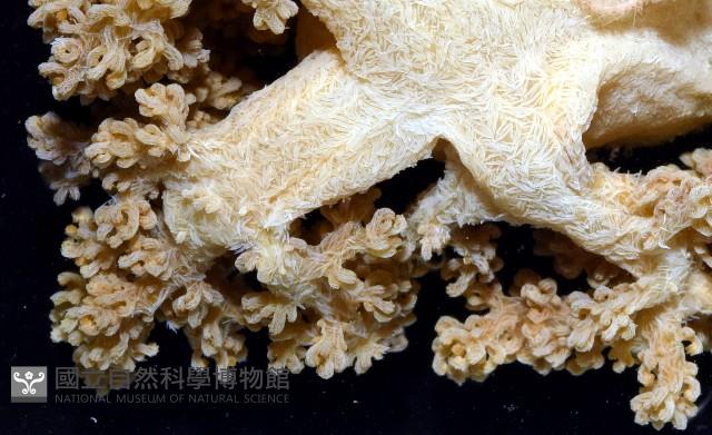 未知種實穗軟珊瑚藏品圖，第4張
