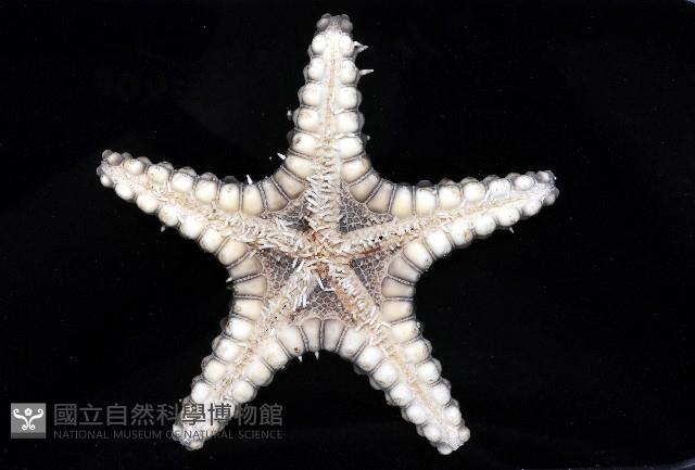 玉緣棘角海星(紫氏麗海星)藏品圖，第4張