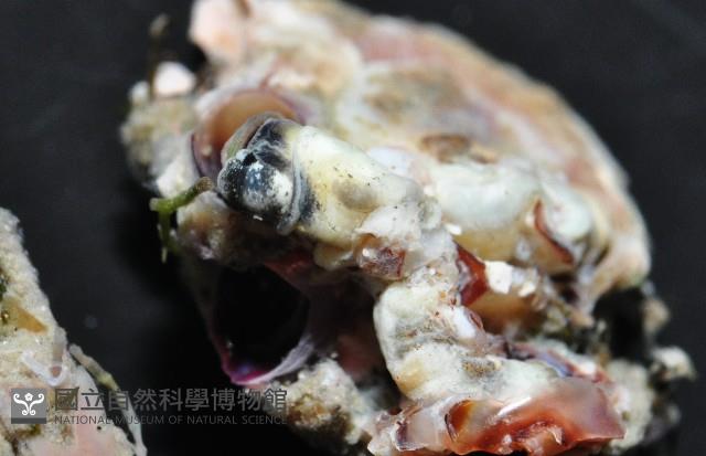 未知種蛇螺藏品圖，第4張