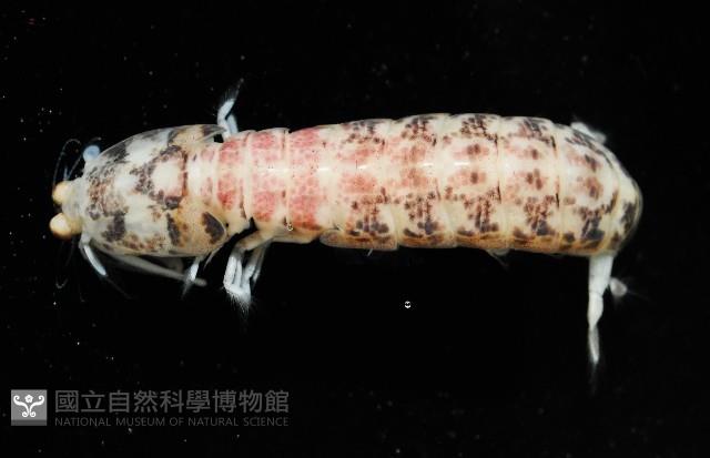 豹斑幼嫩蝦蛄藏品圖，第4張