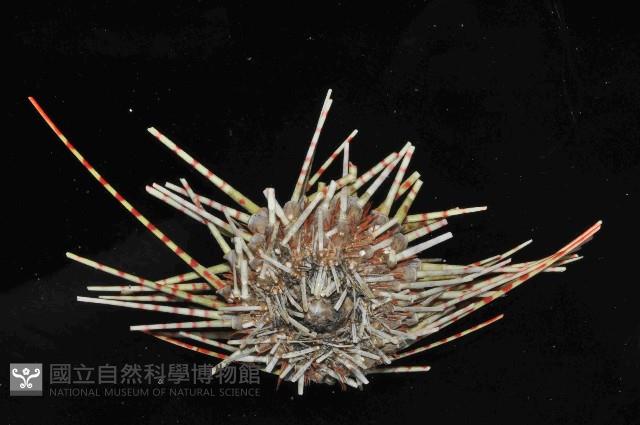 斑腔海膽藏品圖，第4張