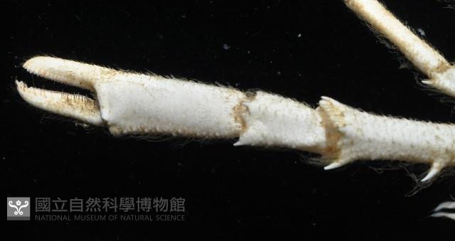 臺灣仿刺鎧蝦藏品圖，第4張
