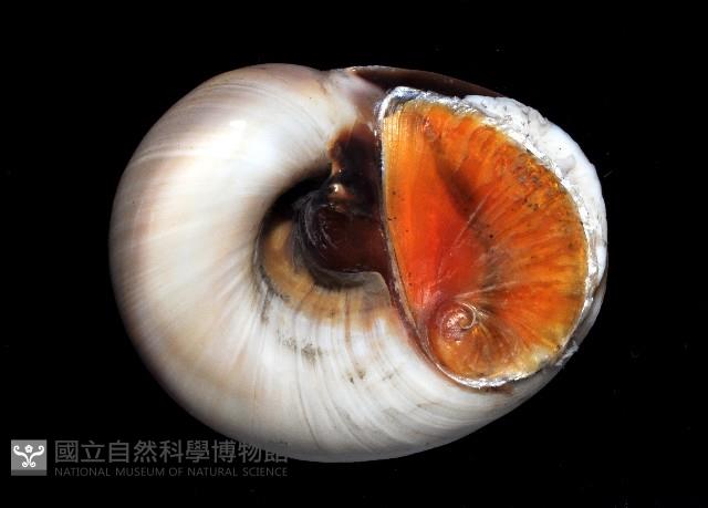大玉螺藏品圖，第4張