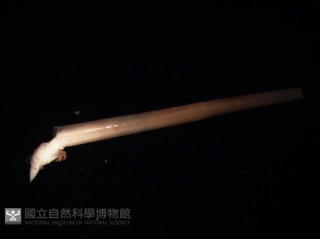 未知種象牙貝藏品圖，第4張