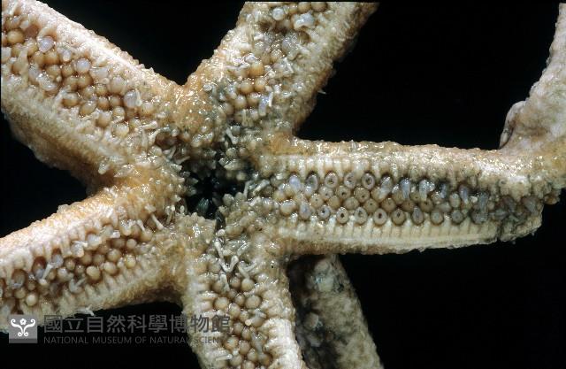 未知種正海星藏品圖，第4張