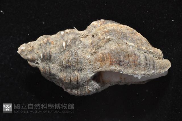 焦黃峨螺藏品圖，第4張