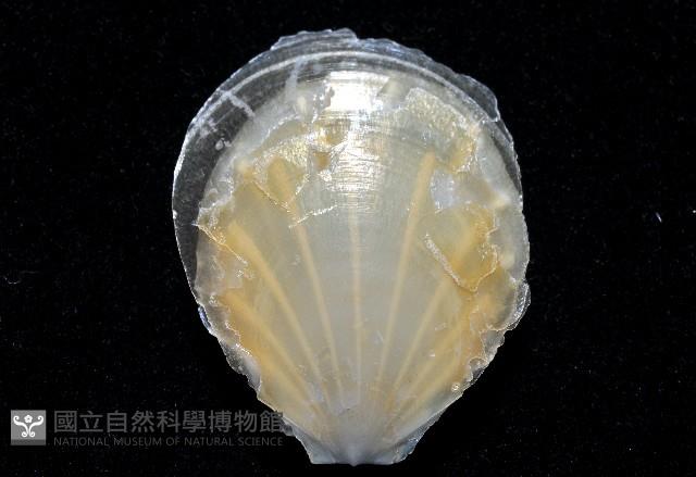 光芒海扇蛤藏品圖，第4張