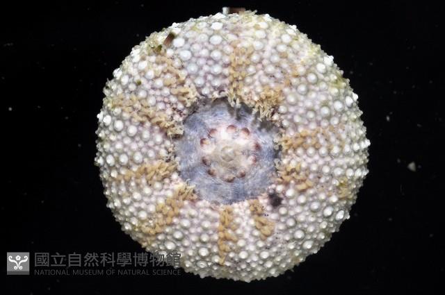 馬糞海膽藏品圖，第4張