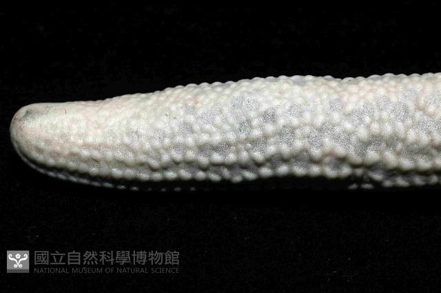 藍指海星藏品圖，第4張