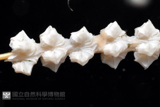 深海原軟珊瑚之一種藏品圖，第4張