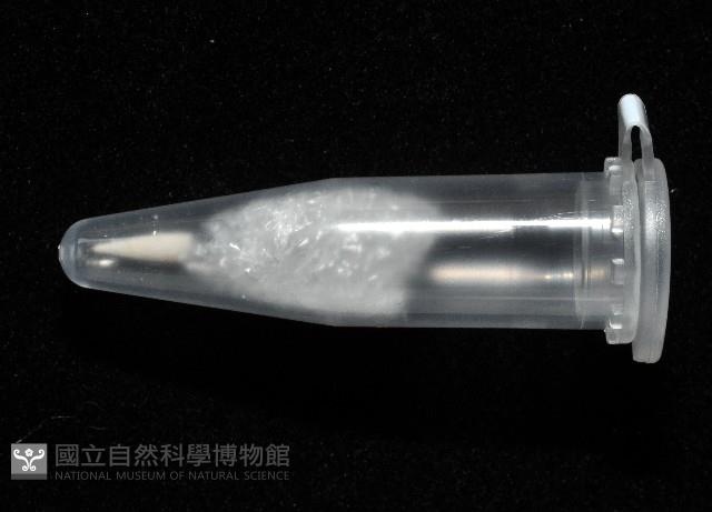 重疊錐折螺藏品圖，第4張